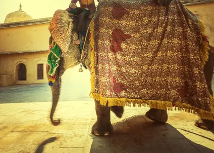 Elephant Experience